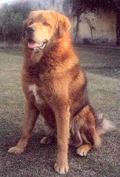 Multi. Ind. Ch. Grizzle of Saras