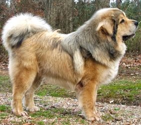 Saras Himalaya Aslan