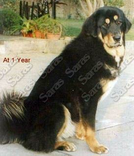 Multi. Ind. Ch. Fiza of Saras