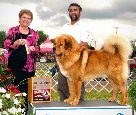 AKC GCH Samrat of Saras