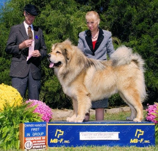 AKC GCH Saras Himalaya Aslan