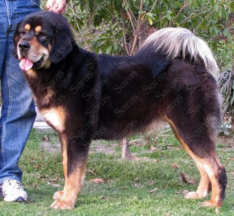 IND CH Saras Crazy For You