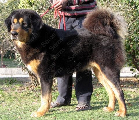 IND CH Xenia of Saras