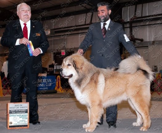 AKC CH Saras Himalaya Aslan