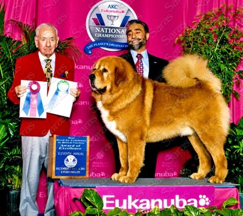 AKC GCH CH Samrat of Saras