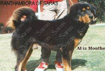 Ranthambora of Saras