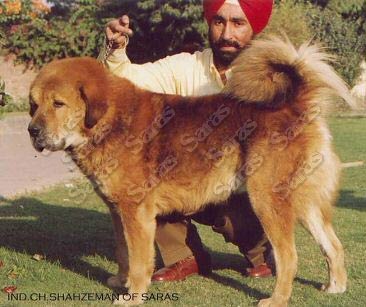 Multi. Ind. Ch. Shahzeman of Saras