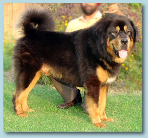 Himalaya's Tango at Saras