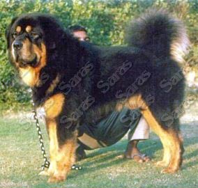 Himalaya's Tango at Saras