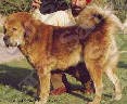 Tibetan Mastiff